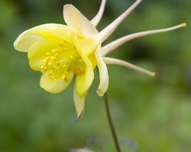 Orlíček 'Yellow Queen'