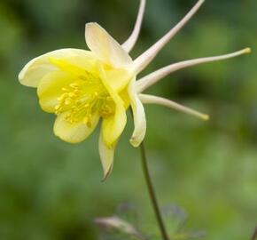 Orlíček 'Yellow Queen' - Aquilegia chrysantha 'Yellow Queen'