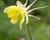 Orlíček 'Yellow Queen'