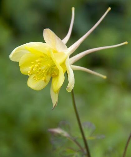 Orlíček 'Yellow Queen' - Aquilegia chrysantha 'Yellow Queen'