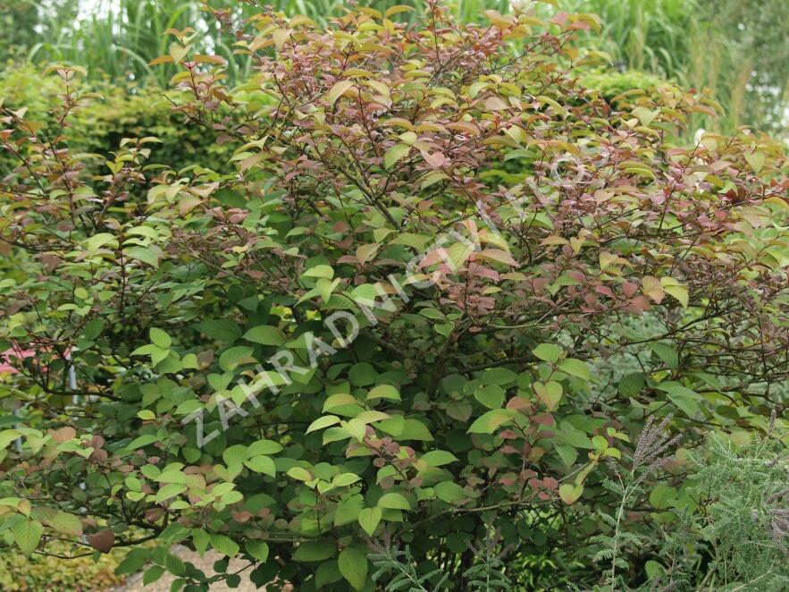 Kalina japonská 'Rotundifolium' - Viburnum plicatum 'Rotundifolium'