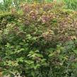 Kalina japonská 'Rotundifolium' - Viburnum plicatum 'Rotundifolium'