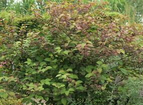 Kalina japonská 'Rotundifolium' - Viburnum plicatum 'Rotundifolium'