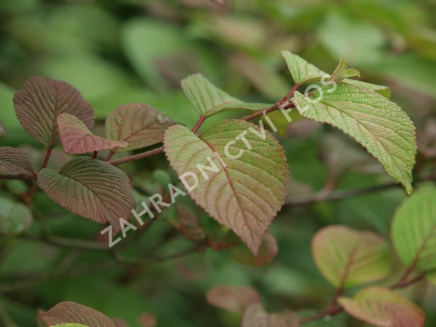 Kalina japonská 'Rotundifolium' - Viburnum plicatum 'Rotundifolium'