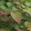 Kalina japonská 'Rotundifolium' - Viburnum plicatum 'Rotundifolium'