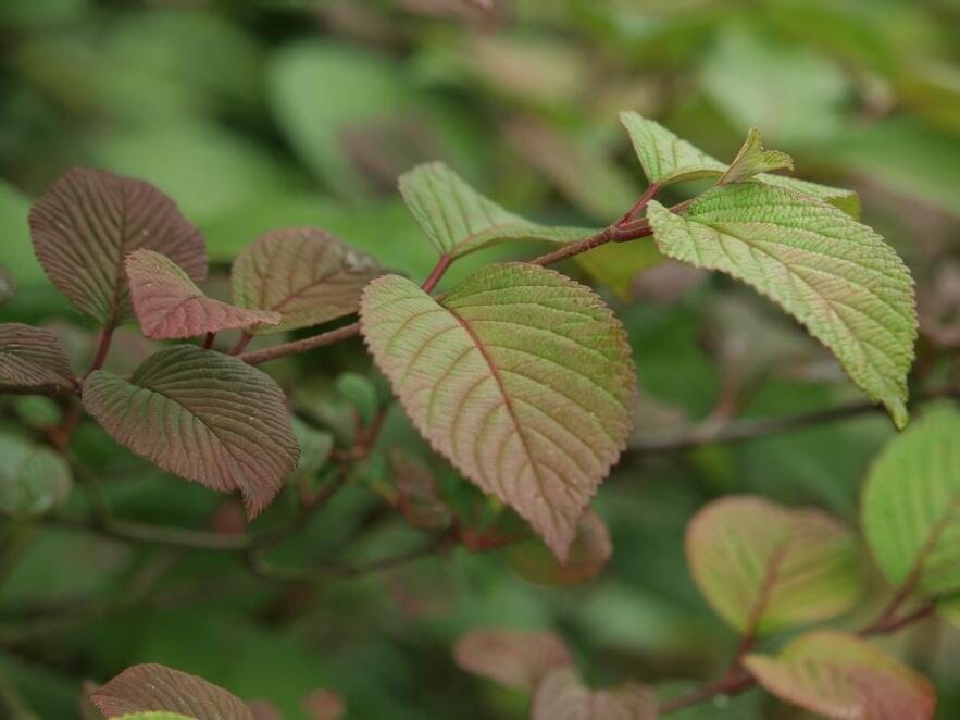 Kalina japonská 'Rotundifolium' - Viburnum plicatum 'Rotundifolium'