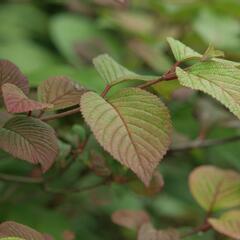 Kalina japonská 'Rotundifolium' - Viburnum plicatum 'Rotundifolium'