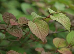 Kalina japonská 'Rotundifolium' - Viburnum plicatum 'Rotundifolium'