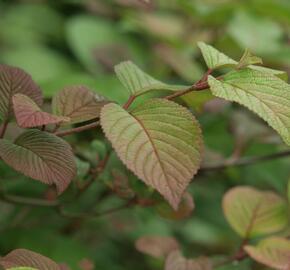 Kalina japonská 'Rotundifolium' - Viburnum plicatum 'Rotundifolium'