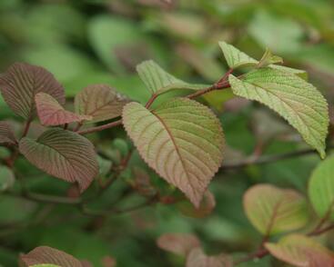 Kalina japonská 'Rotundifolium'