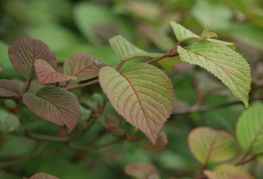 Kalina japonská 'Rotundifolium' - Viburnum plicatum 'Rotundifolium'