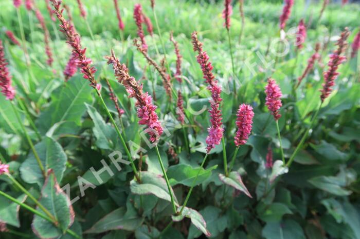 Rdesno 'JS Calor' - Bistorta amplexicaulis 'JS Calor'