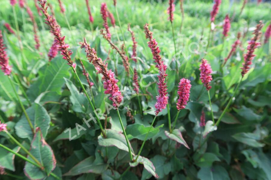 Rdesno 'JS Calor' - Bistorta amplexicaulis 'JS Calor'