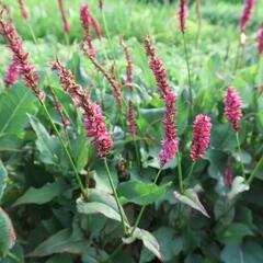 Rdesno 'JS Calor' - Bistorta amplexicaulis 'JS Calor'