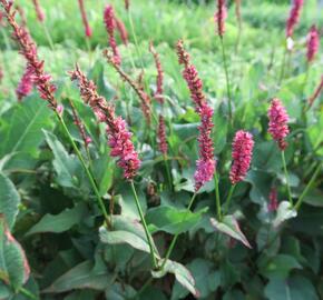 Rdesno 'JS Calor' - Bistorta amplexicaulis 'JS Calor'