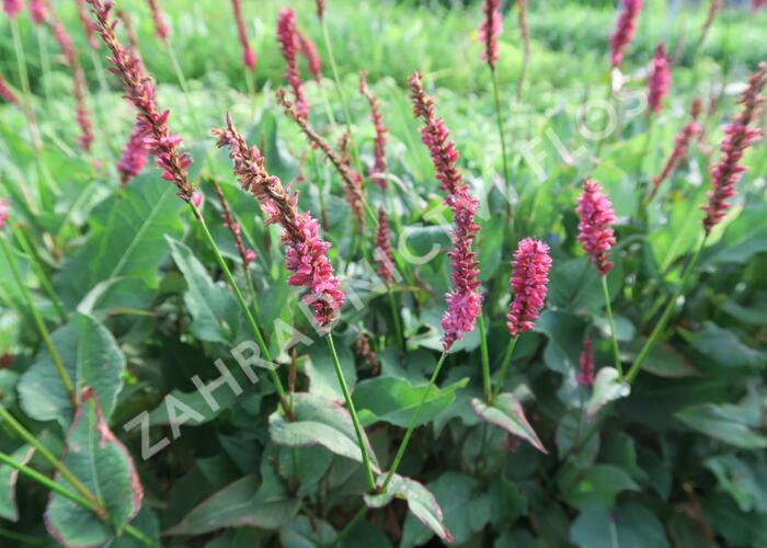 Rdesno 'JS Calor' - Bistorta amplexicaulis 'JS Calor'