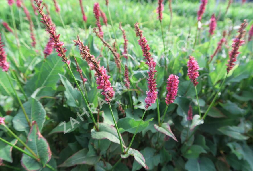 Rdesno objímavé 'JS Calor' - Bistorta amplexicaulis 'JS Calor'