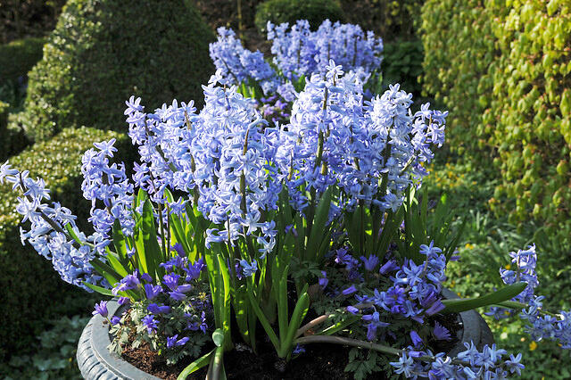 Hyacint mnohokvětý 'Blue Festival' - Hyacinthus multiflora 'Blue Festival'