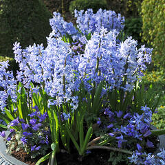 Hyacint mnohokvětý 'Blue Festival' - Hyacinthus multiflora 'Blue Festival'