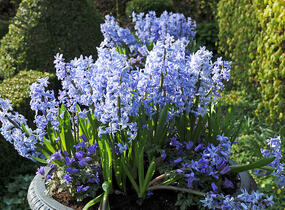 Hyacint mnohokvětý 'Blue Festival' - Hyacinthus multiflora 'Blue Festival'