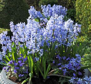 Hyacint mnohokvětý 'Blue Festival' - Hyacinthus multiflora 'Blue Festival'