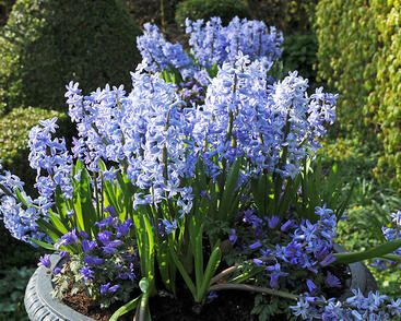 Hyacint mnohokvětý 'Blue Festival'