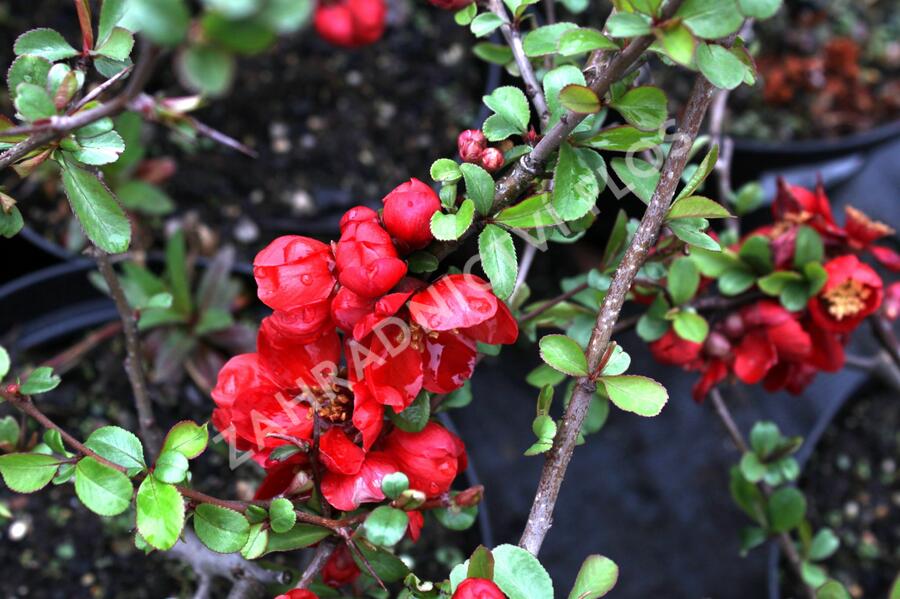 Kdoulovec nádherný 'Nicoline' - Chaenomeles superba 'Nicoline'