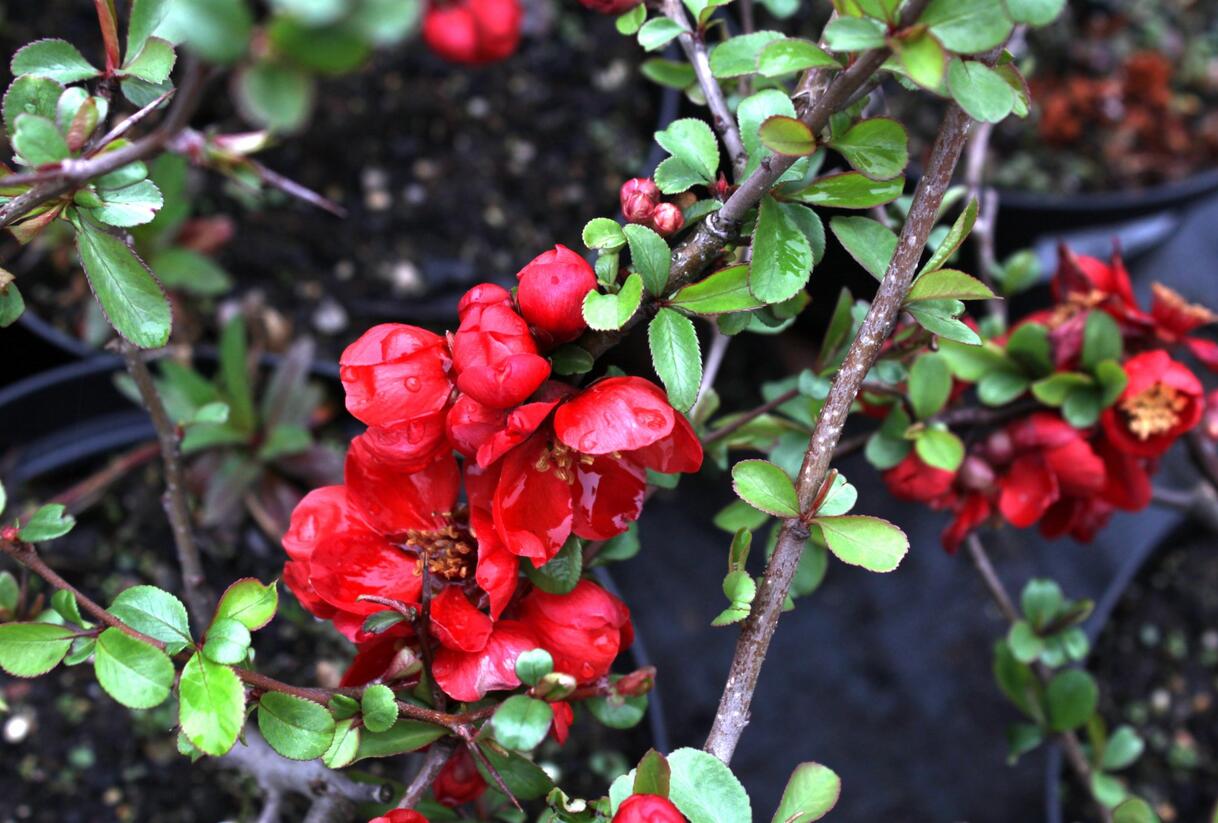 Kdoulovec nádherný 'Nicoline' - Chaenomeles superba 'Nicoline'