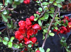 Kdoulovec nádherný 'Nicoline' - Chaenomeles superba 'Nicoline'