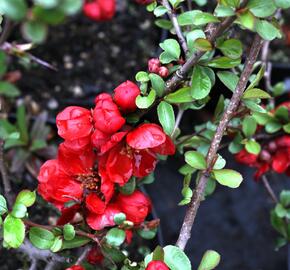 Kdoulovec nádherný 'Nicoline' - Chaenomeles superba 'Nicoline'