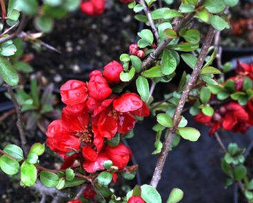 Kdoulovec nádherný 'Nicoline'