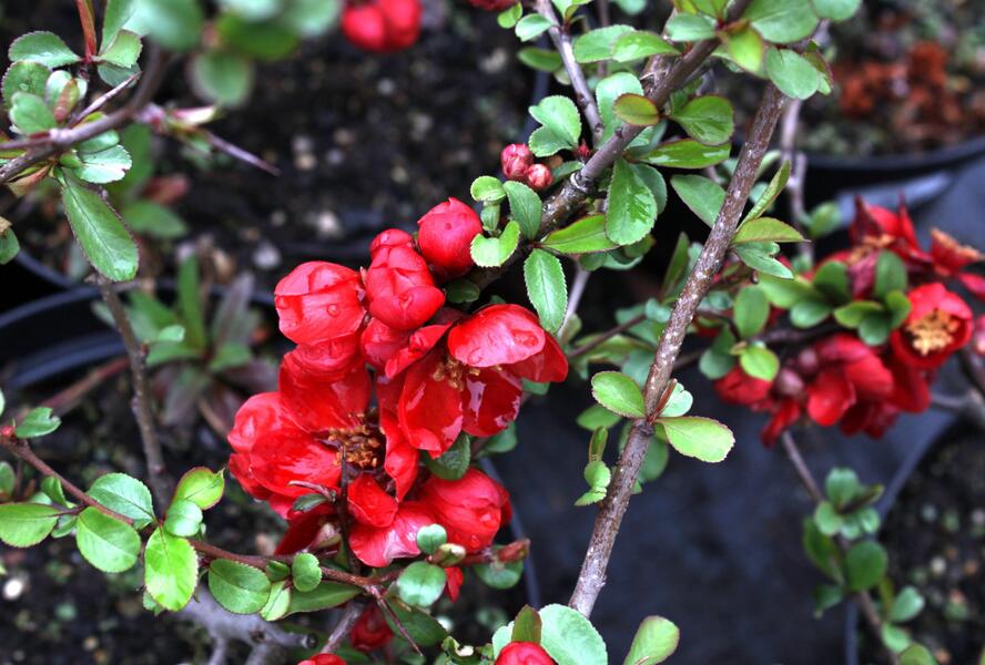 Kdoulovec nádherný 'Nicoline' - Chaenomeles superba 'Nicoline'