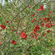 Kdoulovec nádherný 'Nicoline' - Chaenomeles superba 'Nicoline'
