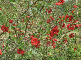 Kdoulovec nádherný 'Nicoline' - Chaenomeles superba 'Nicoline'