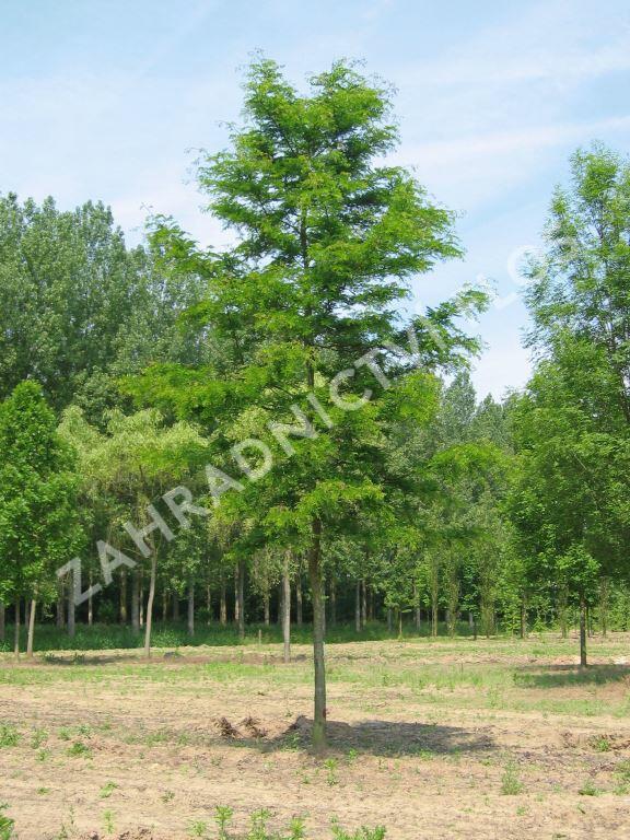 Dřezovec trojtrnný 'Skyline' - Gleditsia triacanthos 'Skyline'