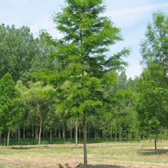 Dřezovec trojtrnný 'Skyline' - Gleditsia triacanthos 'Skyline'