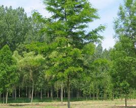 Dřezovec trojtrnný 'Skyline'
