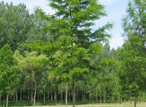 Dřezovec trojtrnný 'Skyline' - Gleditsia triacanthos 'Skyline'