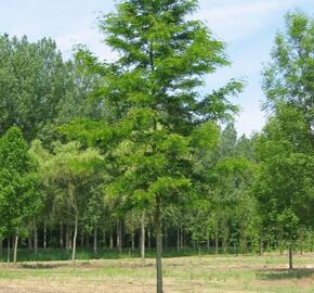 Dřezovec trojtrnný 'Skyline' - Gleditsia triacanthos 'Skyline'