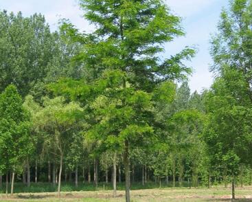 Dřezovec trojtrnný 'Skyline'