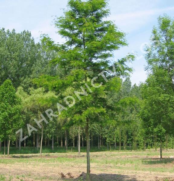 Dřezovec trojtrnný 'Skyline' - Gleditsia triacanthos 'Skyline'
