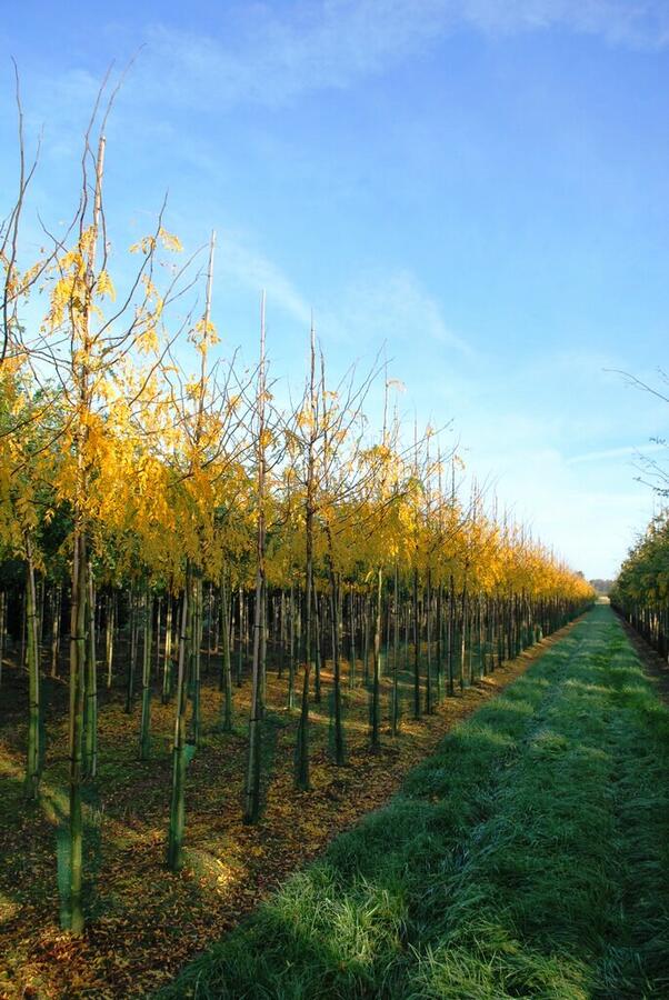 Dřezovec trojtrnný 'Skyline' - Gleditsia triacanthos 'Skyline'