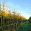 Dřezovec trojtrnný 'Skyline' - Gleditsia triacanthos 'Skyline'