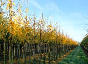 Dřezovec trojtrnný 'Skyline' - Gleditsia triacanthos 'Skyline'