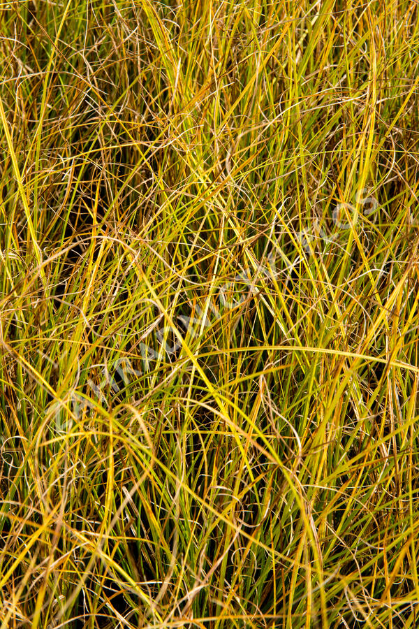 Ostřice bičíkovitá 'Kiwi' - Carex flagellifera 'Kiwi'