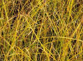 Ostřice bičíkovitá 'Kiwi' - Carex flagellifera 'Kiwi'