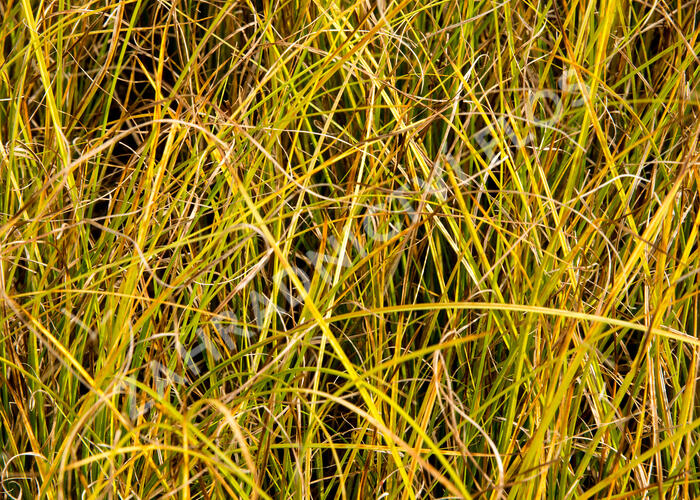 Ostřice bičíkovitá 'Kiwi' - Carex flagellifera 'Kiwi'