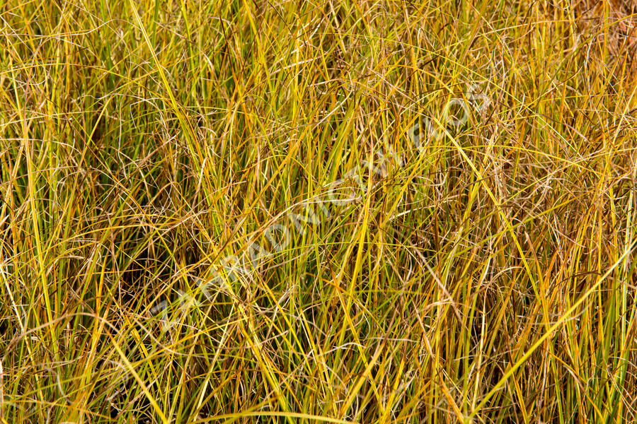 Ostřice bičíkovitá 'Kiwi' - Carex flagellifera 'Kiwi'