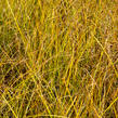 Ostřice bičíkovitá 'Kiwi' - Carex flagellifera 'Kiwi'