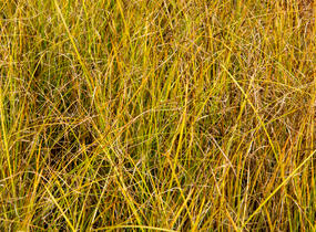 Ostřice bičíkovitá 'Kiwi' - Carex flagellifera 'Kiwi'